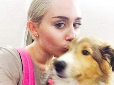 Miley Cyrus, Laury Thilleman, Caroline Receveur... Jamais sans leur chien !