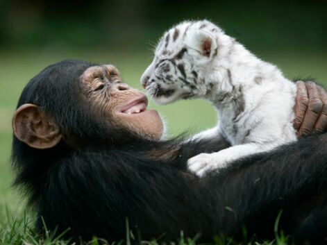 Singe et tigre, chien et guépard... Les amitiés les plus mignonnes d'animaux
