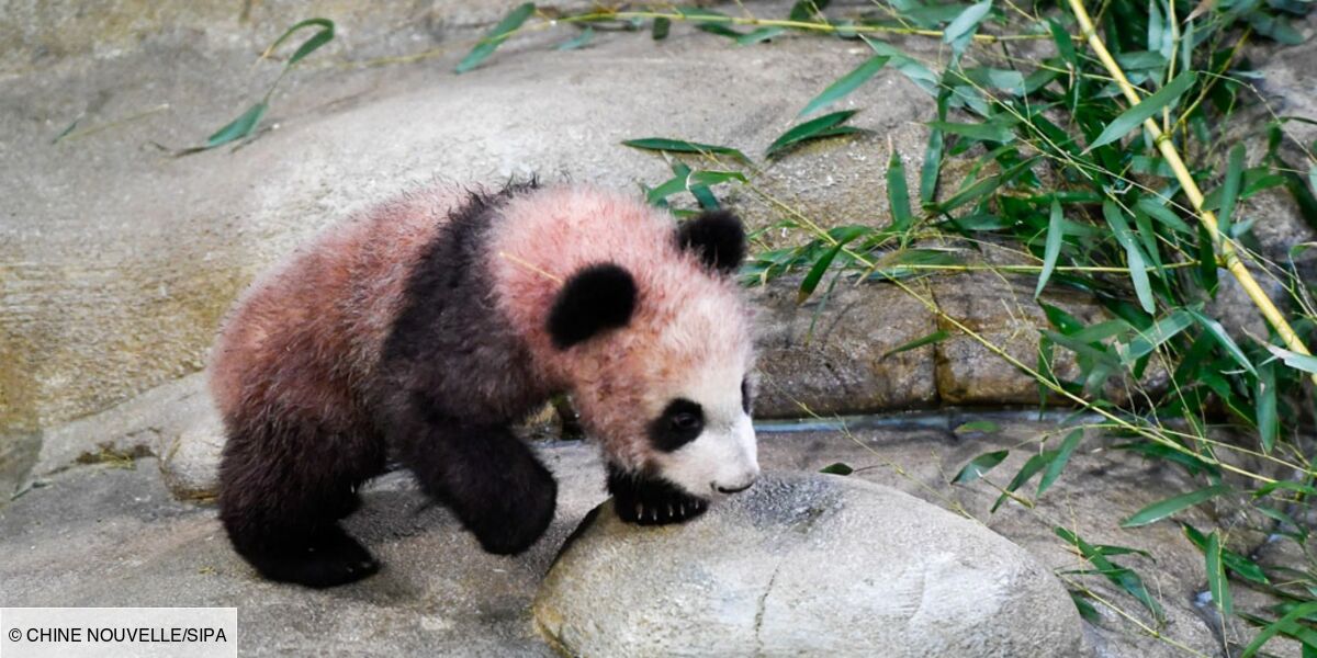 Pourquoi Le Pelage Du Bebe Panda Du Zoo De Beauval Est Il Rose