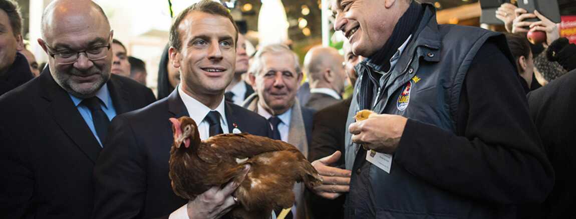 Agathe et Marianne poules à l'élysée