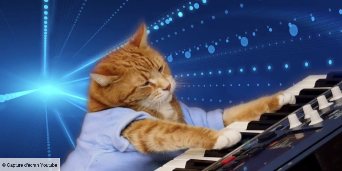 Mort De Keyboard Cat Le Chat Star D Internet A 9 Ans