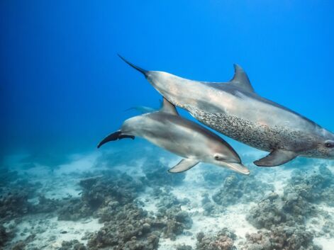 Blue : dauphins, corail… Les plus beaux clichés du nouveau film Disneynature