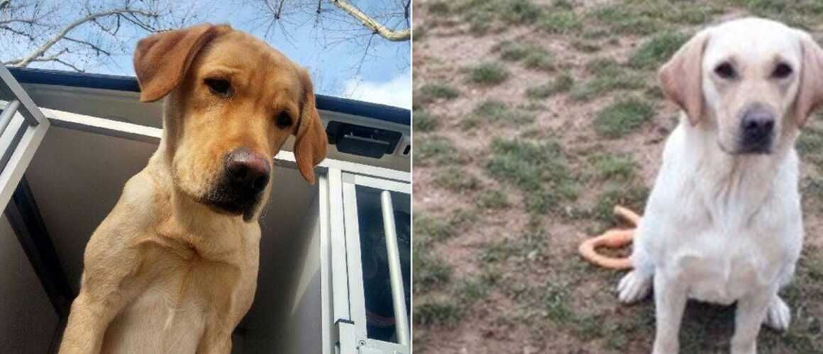 Un appel à témoins lancés pour retrouver... deux chiens Un appel à témoins lancés pour retrouver... deux chiens
