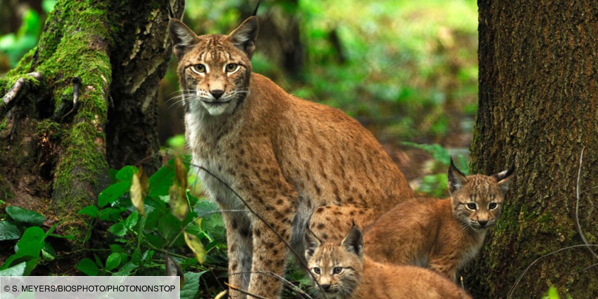 Le Lynx Boreal Un Felin Mal Aime