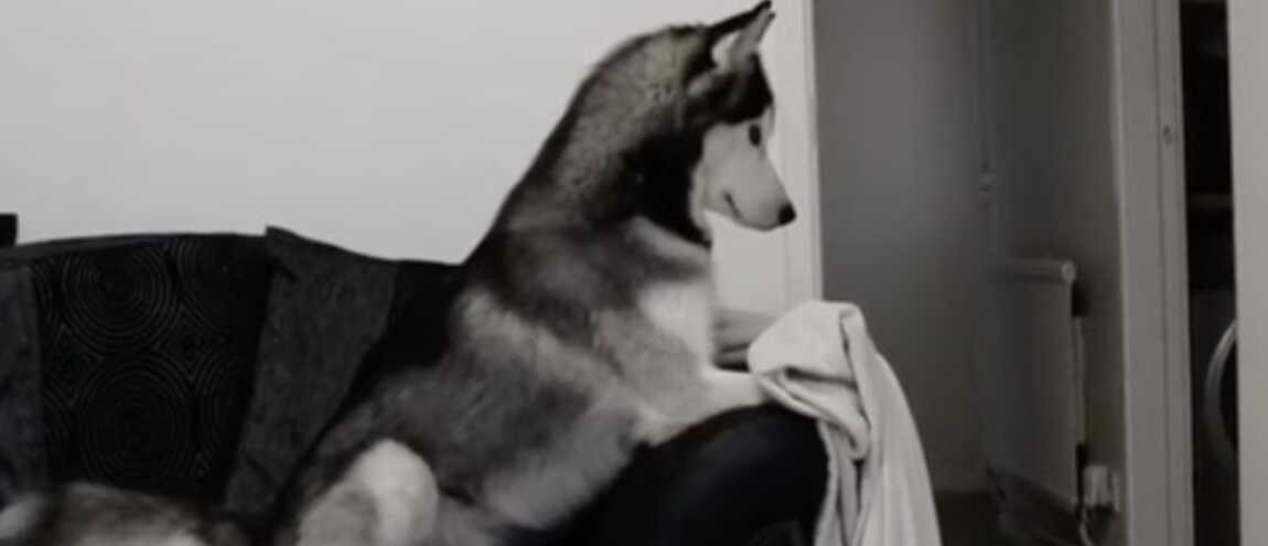 découvrez le what the fluff challenge, le nouveau défi hilarant d