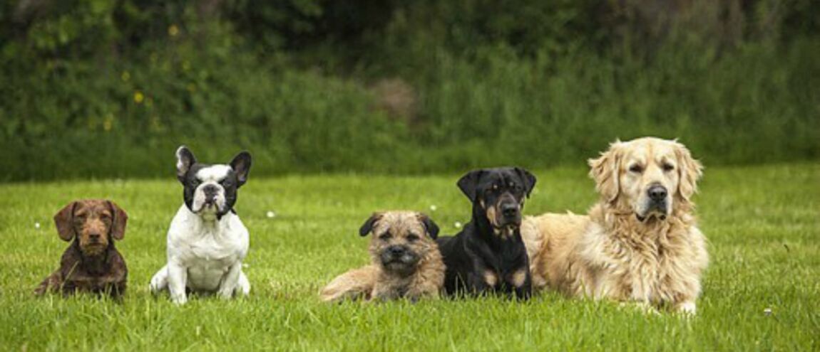 Voici La Race De Chien Qui Correspond Le Mieux à Votre Signe