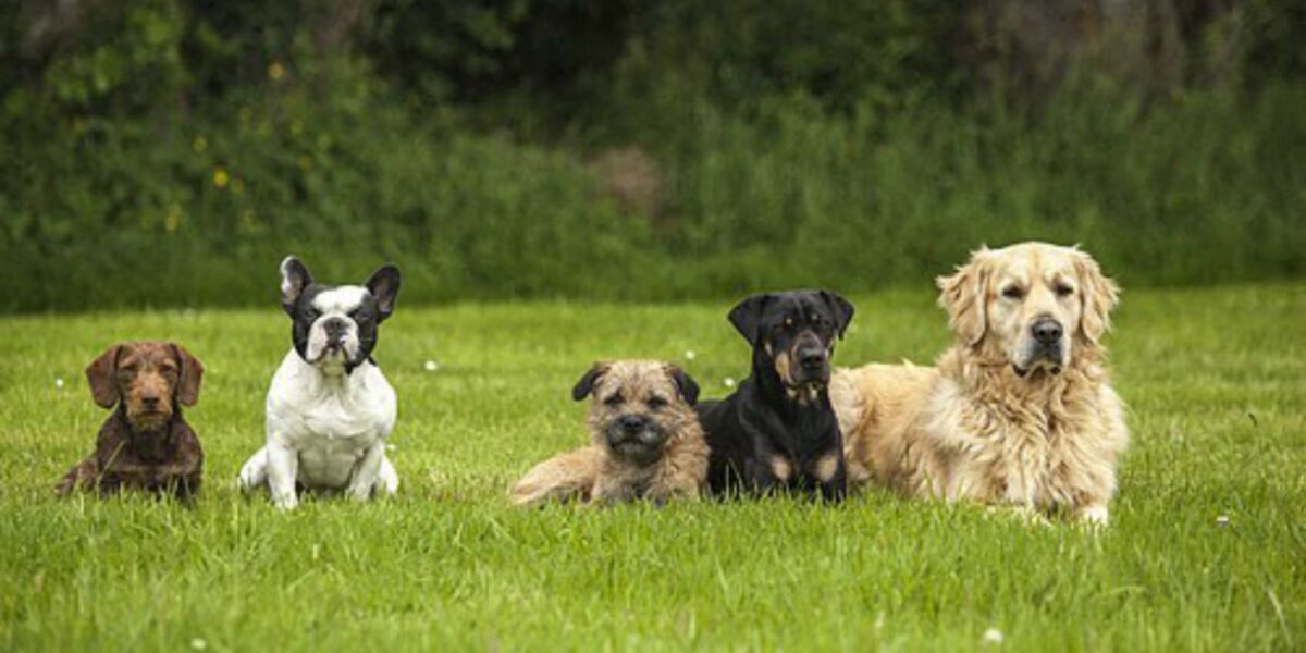 choisir un chien