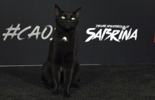 Les Nouvelles Aventures De Sabrina Netflix Un Invite Surprise Vole La Vedette Aux Acteurs Lors De La Premiere Photos