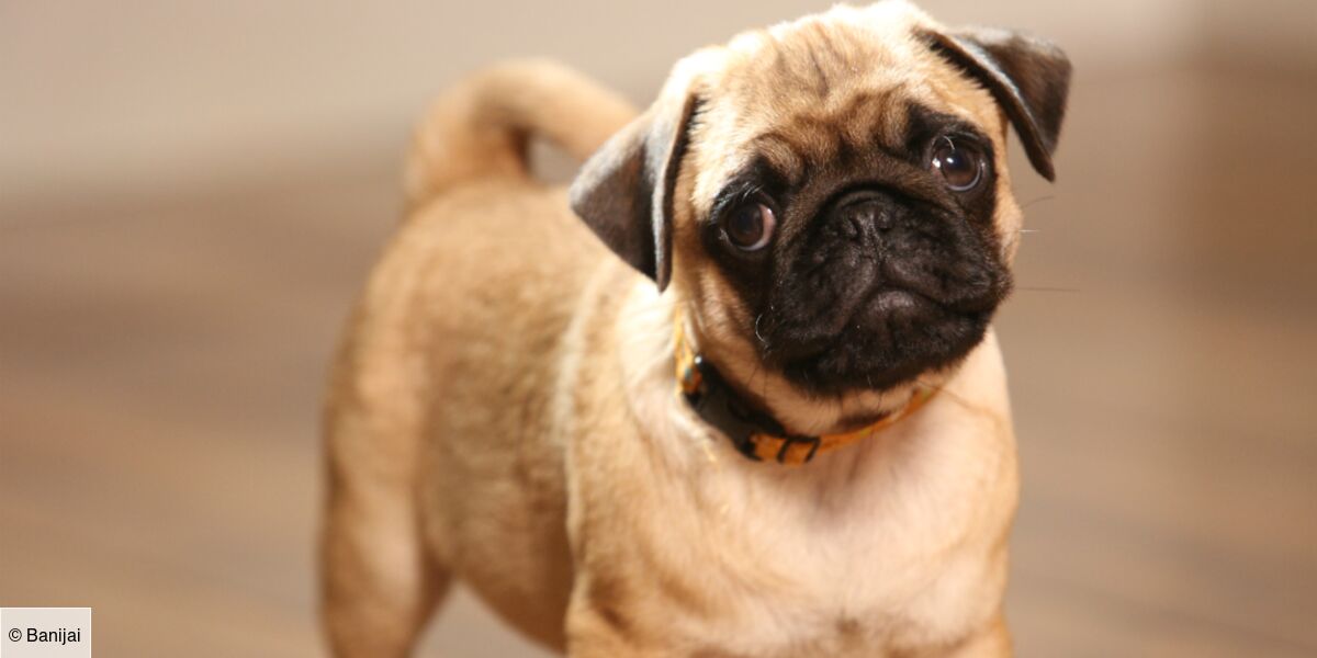 Quel Race De Chien Est Fait Pour Moi Quel chien est fait pour vous ? Faites le test