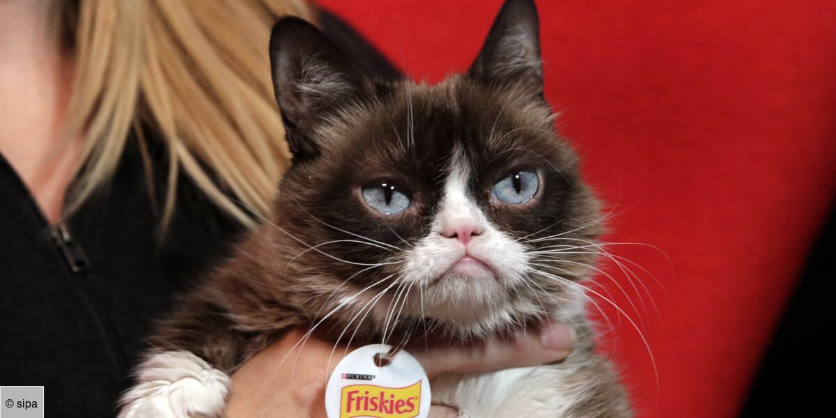 Le Chat Grumpy Cat Star Des Reseaux Sociaux Est Mort