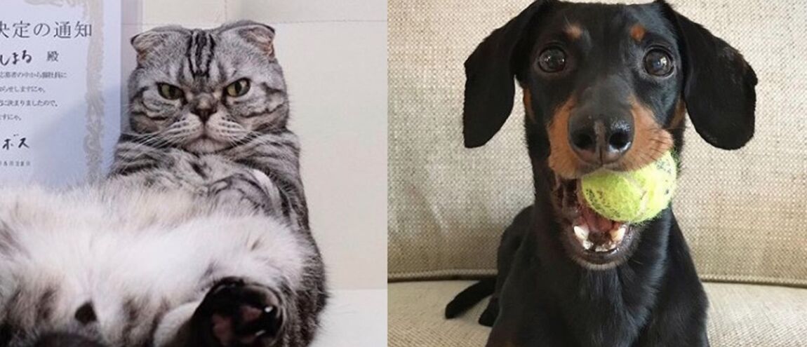 Voici Les Chiens Et Les Chats Les Plus Mignons Dinstagram