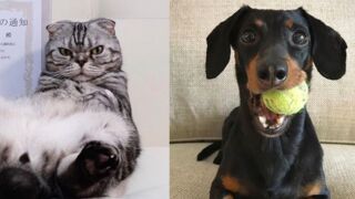 Voici Les Chiens Et Les Chats Les Plus Mignons D Instagram A Suivre De Toute Urgence