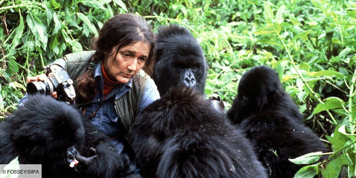 Diane Fossey Gorille Dans La Brume Gorille dans la brume (Arte) : l’incroyable et tragique destin de la