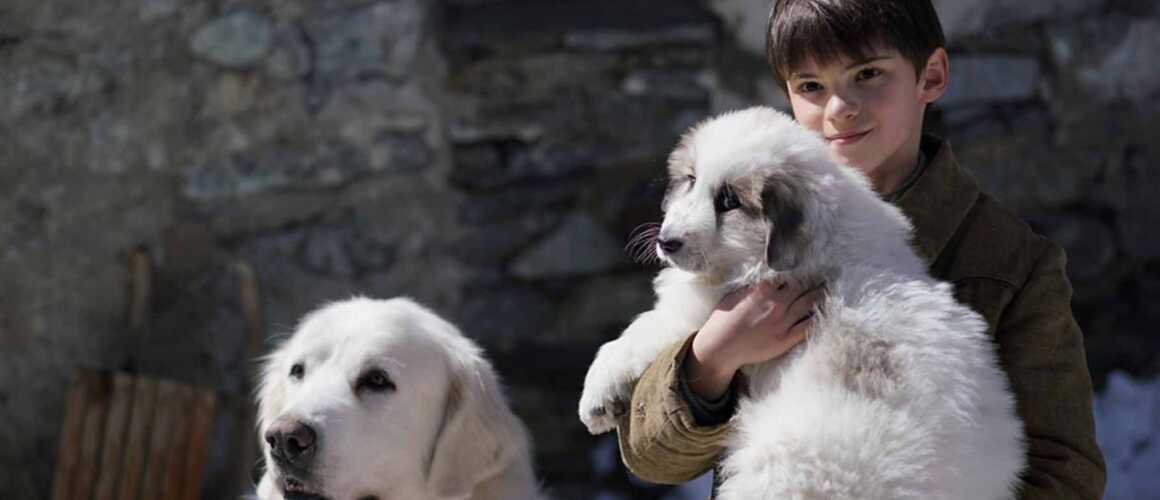 Race De Chien Dans Belle Et Sébastien Belle et sébastien 3 : les chiens au cinéma dans tous leurs états ! (36