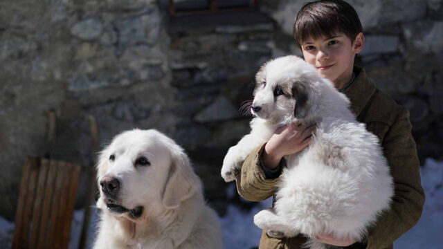 Belle Et Sébastien 3 Les Chiens Au Cinéma Dans Tous Leurs