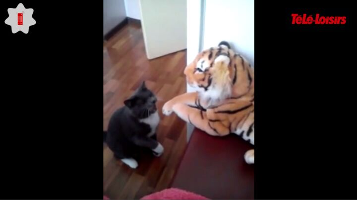 Trop Mignon Ce Chat Qui Se Bat Contre Un Faux Tigre Va Vous Redonner Le Sourire Zapping Web