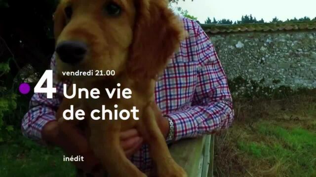 Apprendre A Communiquer Une Vie De Chiot Tele Loisirs