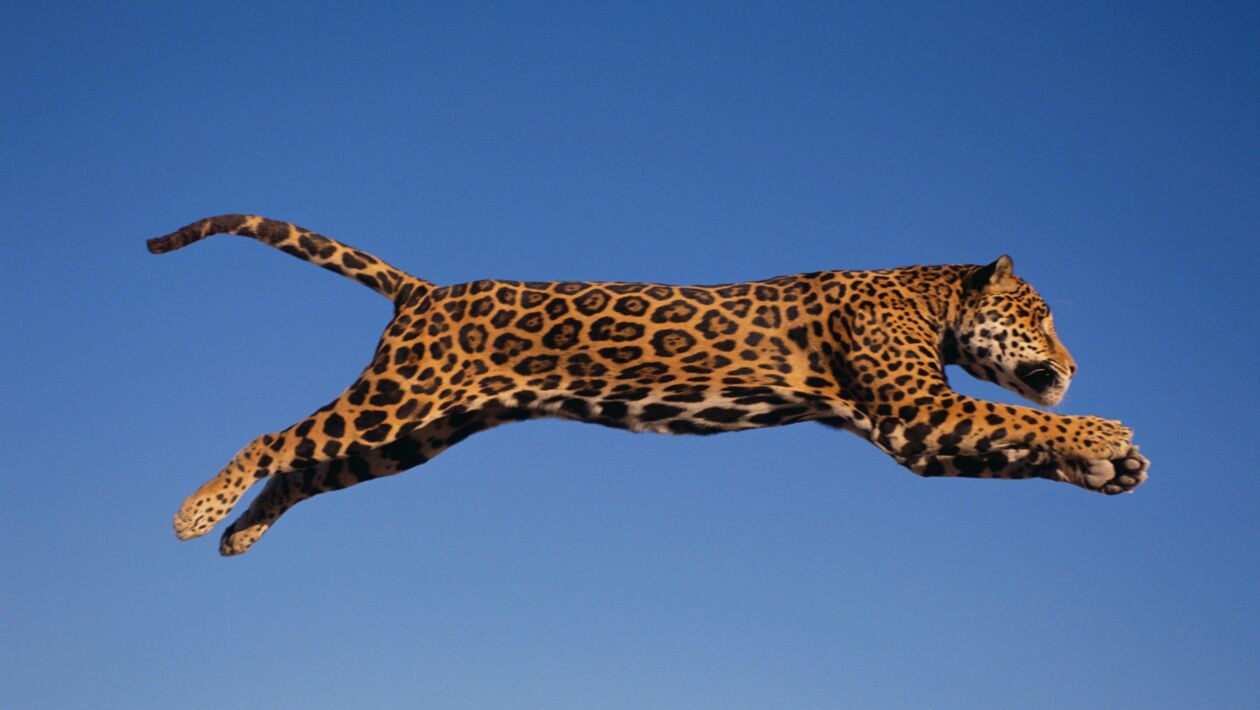 Les 72 Animaux Les Plus Dangereux Légendes du folklore - 72 animaux dangereux en Asie - Télé-Loisirs
