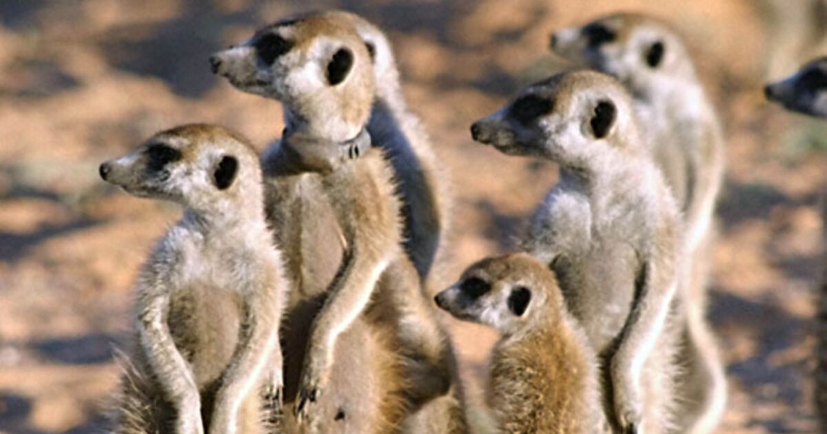 Le clan des suricates