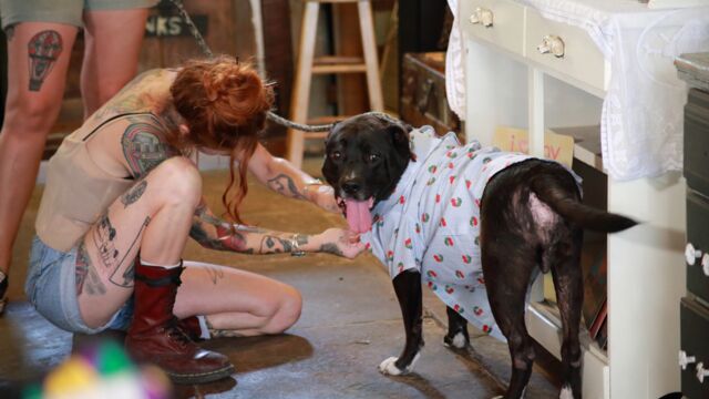 Pitbull Et Prisonnier Que Sont Ils Devenus Pitbulls et prisonniers - jeudi 11 février à 06h45