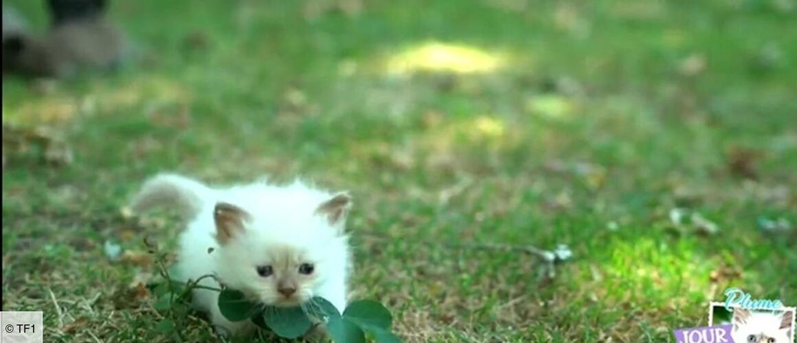 Bebes Chats Les 100 Premiers Jours De Leur Vie Les Chatons Aux Physiques Atypiques Bienvenue Au Monde Tele Loisirs