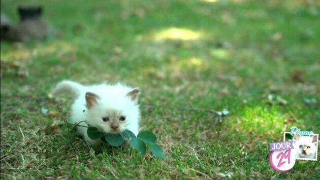 Bebes Chats Les 100 Premiers Jours De Leur Vie Les Chatons Aux Physiques Atypiques Bienvenue Au Monde Tele Loisirs