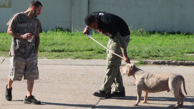 Pitbull Et Prisonnier Que Sont Ils Devenus Pitbulls et prisonniers
