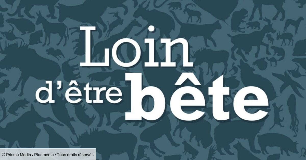 Loin d'être bête