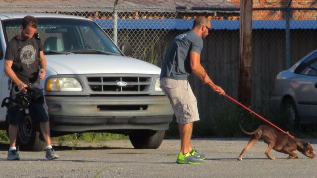 Pitbull Et Prisonnier Que Sont Ils Devenus Pitbulls et prisonniers