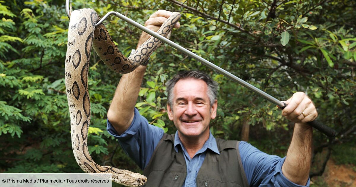 Quelle Est Le Dinosaure Le Plus Dangereux Les 10 serpents les plus dangereux