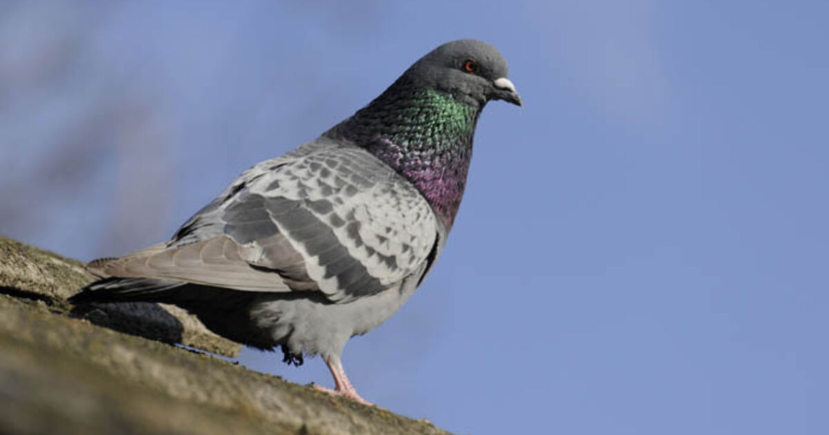 Un Gros Escargot Et Un Gros Pigeon En Allemand