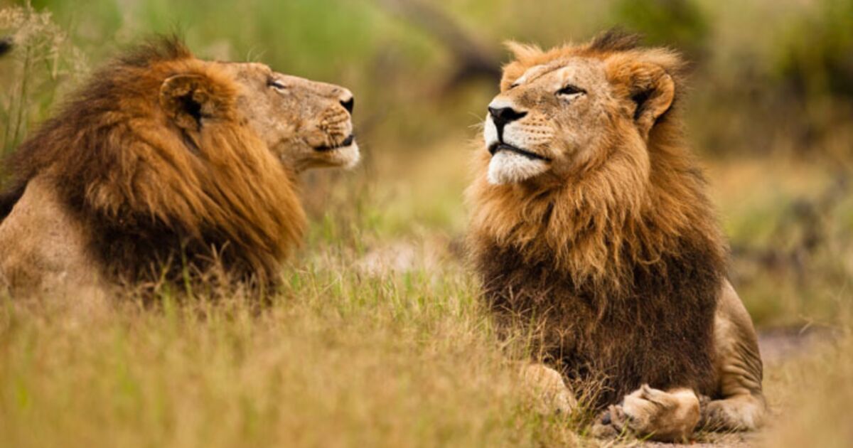 Duree De Vie D Un Lion L'instinct de survie des lions de Xakanaxa
