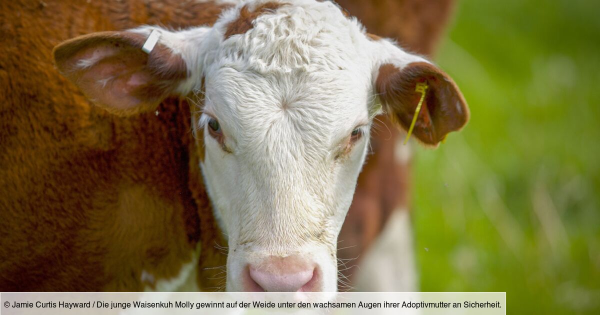 La Vie Cachee Des Animaux De La Ferme