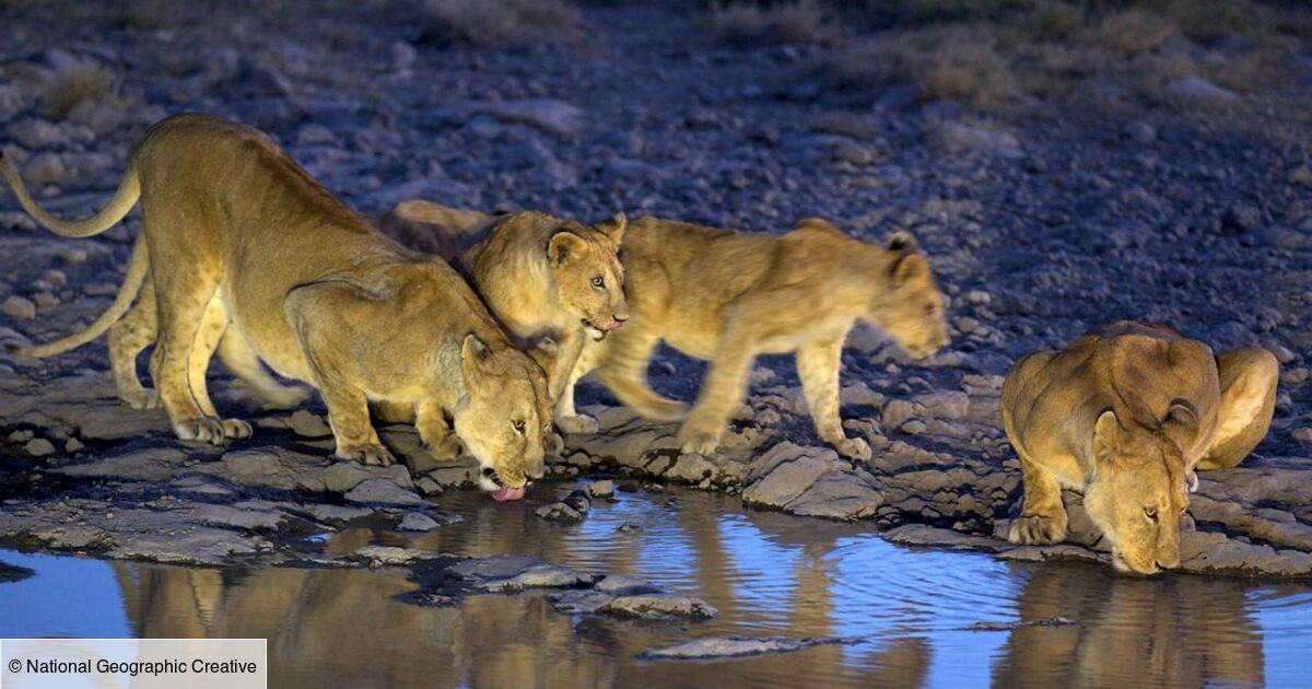 Duree De Vie D Un Lion Gang de lions