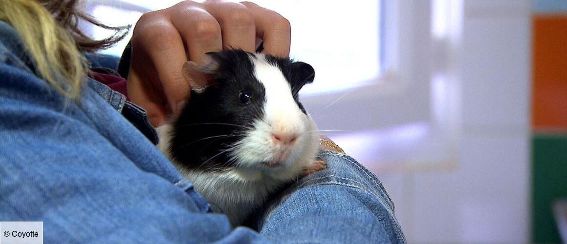 Animaux à Adopter Nouvelle Famille Pour Une Nouvelle Vie 2021 Animaux à adopter : nouvelle famille pour une nouvelle vie - Télé-Loisirs