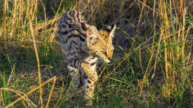 Serval Le Felin Des Savanes Africaines