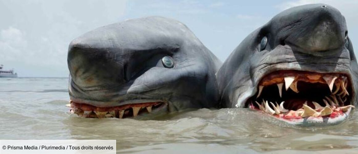 L Attaque Du Requin à Deux Têtes L'attaque du requin à deux têtes - Télé-Loisirs
