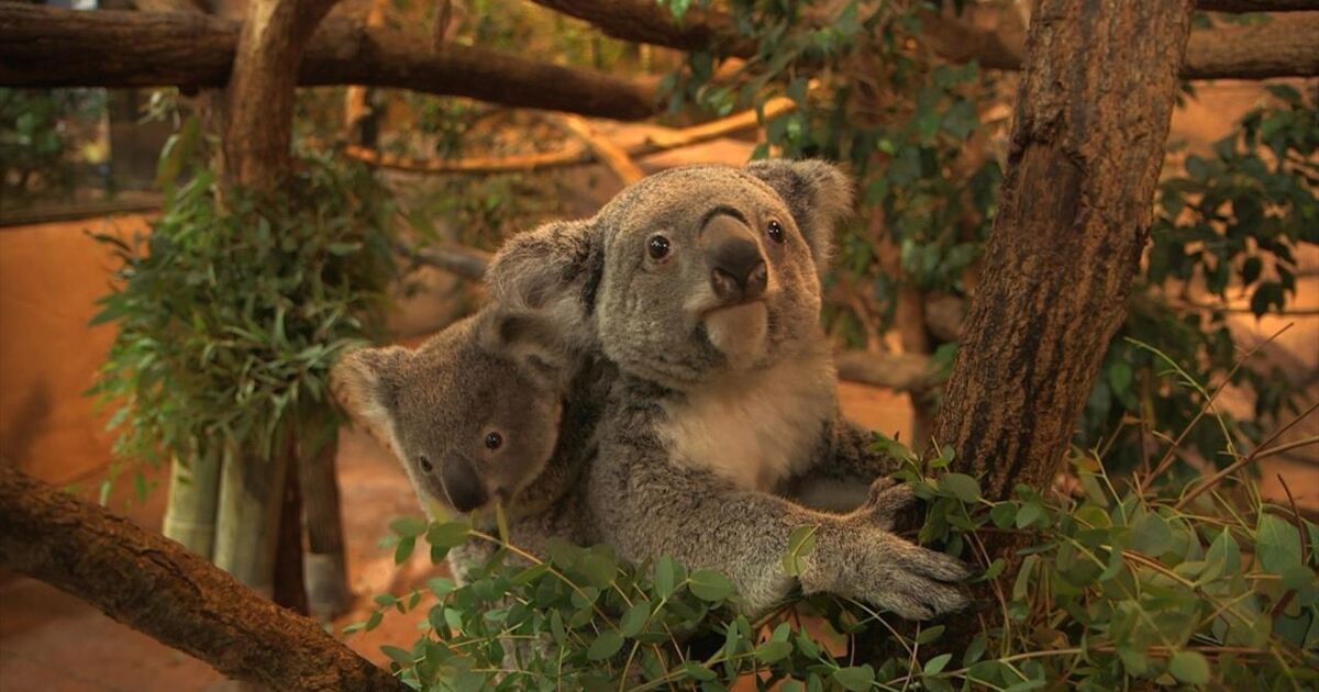 Les Plus Grand Zoo De France Le Plus Grand Zoo De France | AUTOMASITES