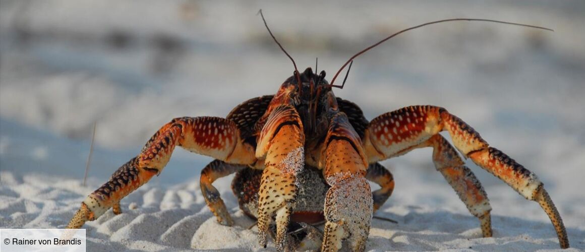 Le Royaume Du Crabe De Cocotier Tele Loisirs