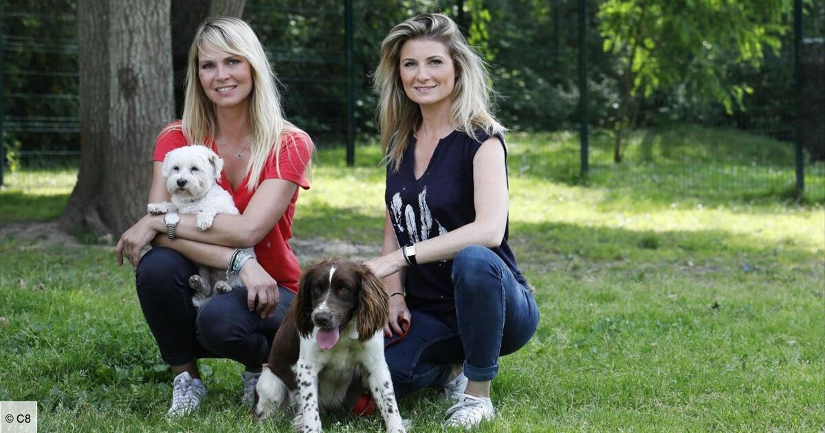 Animaux à Adopter Nouvelle Famille Pour Une Nouvelle Vie 2021 Animaux à adopter : nouvelle famille pour une nouvelle vie