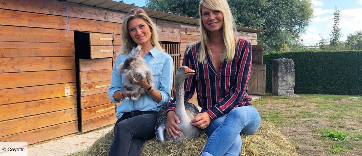 Animaux à Adopter Nouvelle Famille Pour Une Nouvelle Vie 2021 Animaux à adopter : nouvelle famille pour une nouvelle vie - Télé-Loisirs