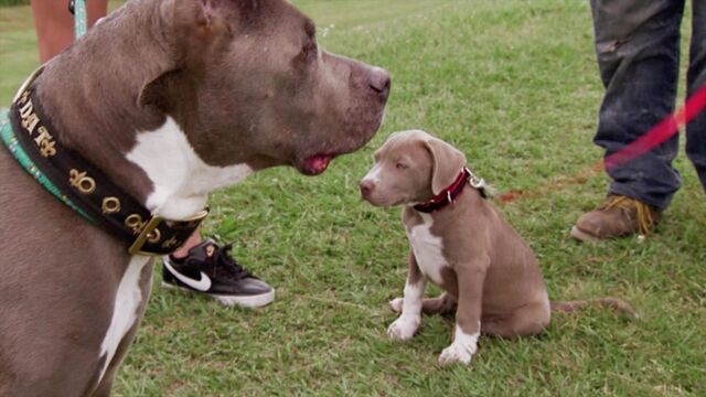 Pitbull Et Prisonnier Que Sont Ils Devenus Pitbulls et prisonniers