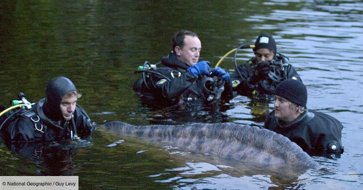 Le Monstre Du Loch Ness Film Le mystère du Loch Ness