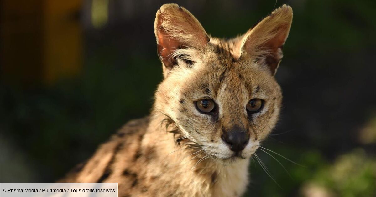 Planete Animal Les Jeux De L'amour Les superpouvoirs du règne animal