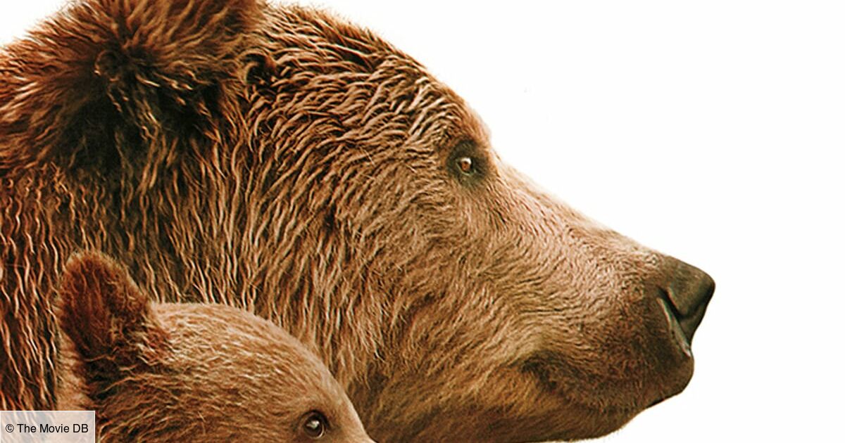Grizzly