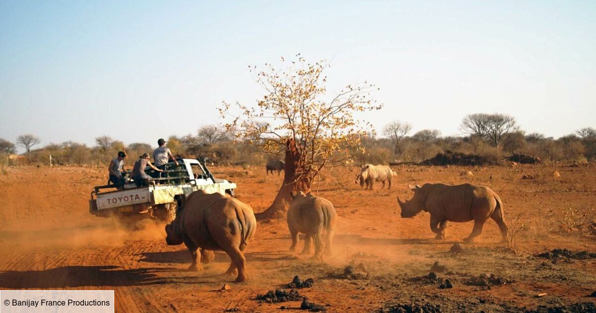 Une saison dans la savane