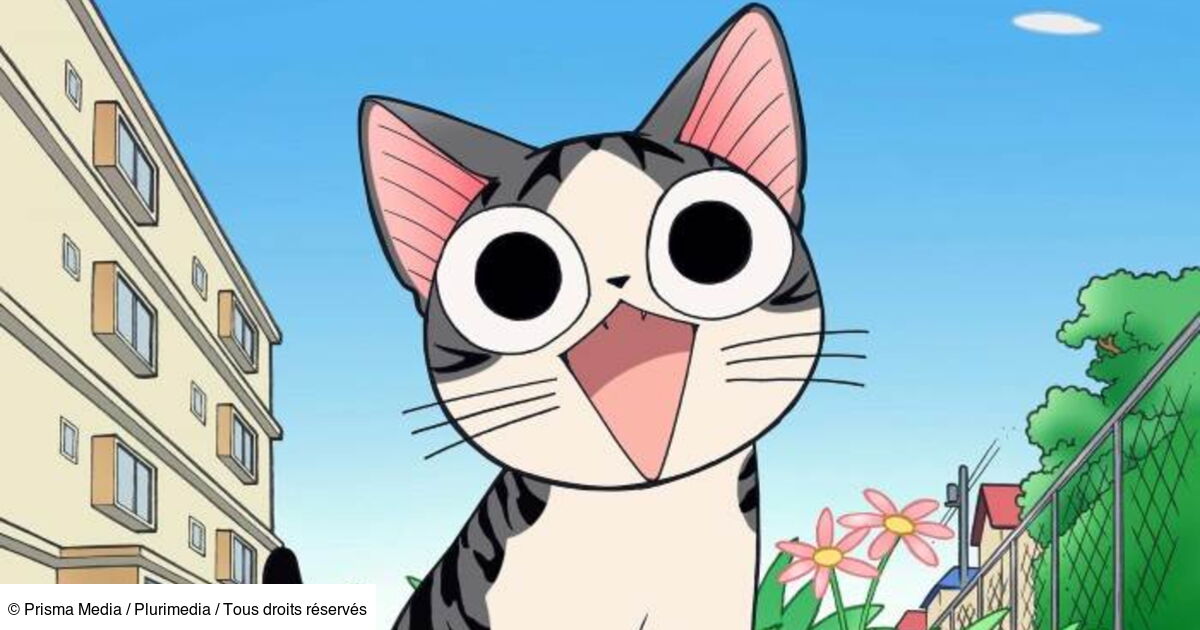 Chi, une vie de chat