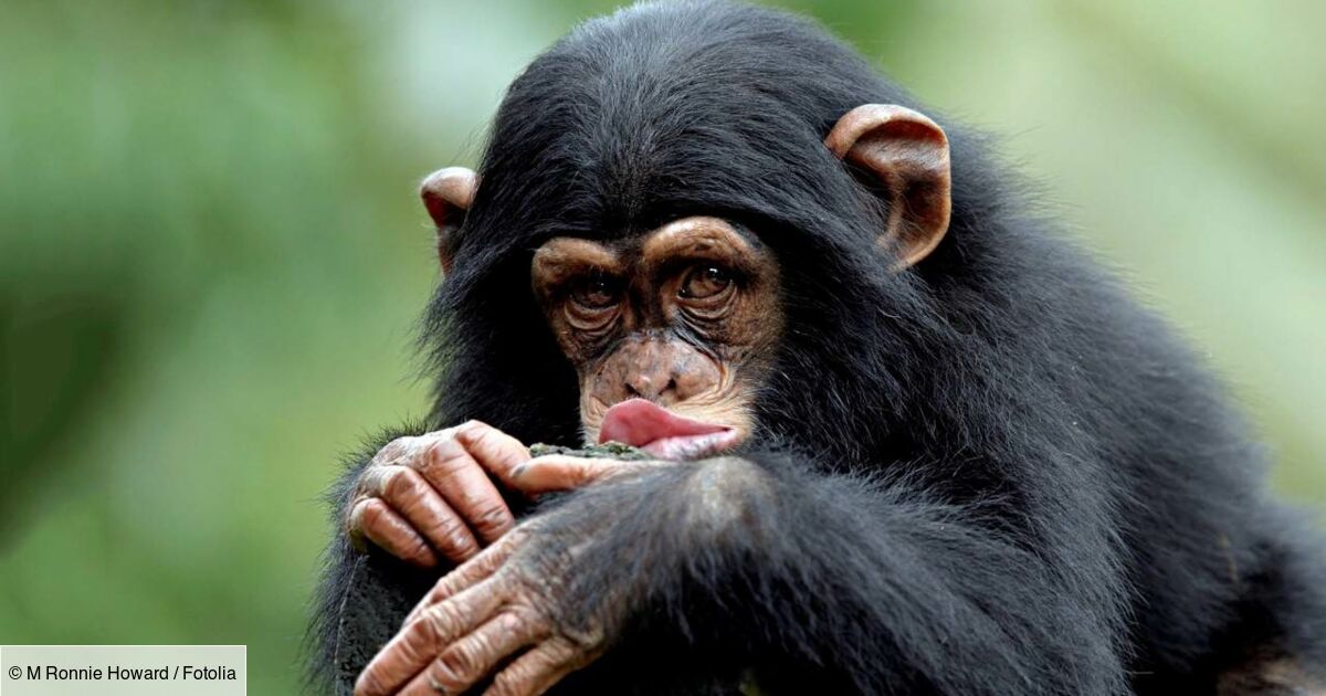 Durée De Vie D Un Singe Le regard du singe