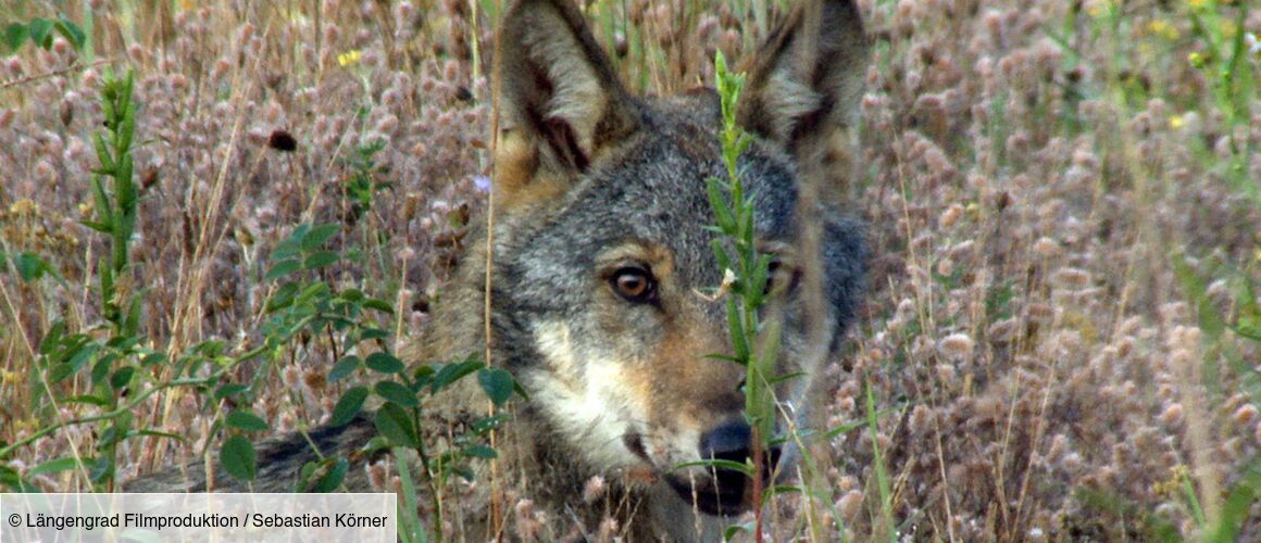 Les Loups Du Millénaire Série Les loups, nos voisins - Télé-Loisirs