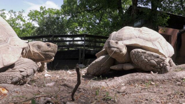 Rediffusion Au Nom De La Terre Au nom des tortues